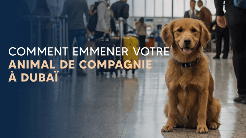 Comment emmener votre animal de compagnie à Dubaï : guide complet