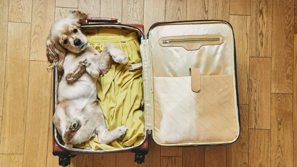 Chien allongé dans une valise prêt à voyager à Dubaï avec son propriétaire