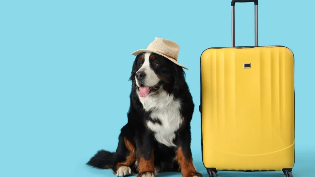 Comment emmener votre animal de compagnie à Dubaï : guide complet 2 Chien assis à côté d’une valise prêt à voyager avec son propriétaire
